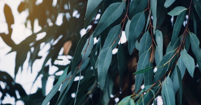 Blood Collection & Urinalysis